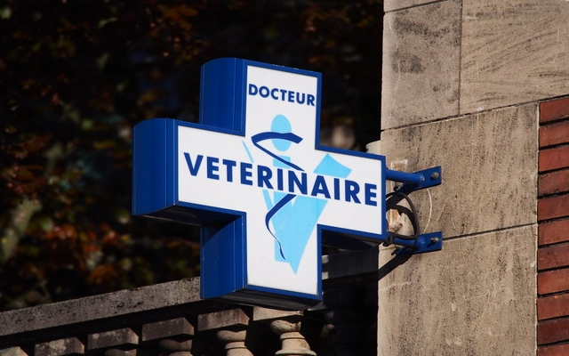 Veterinarians Specialized in Dogs